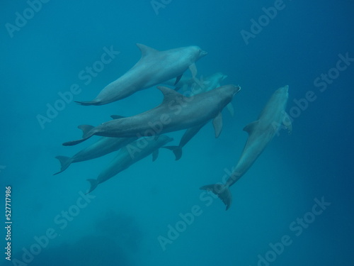 Swim with dolphin in Chuuk, Micronesia Chuuk state of Federated States of Micronesia. © Optimistic Fish