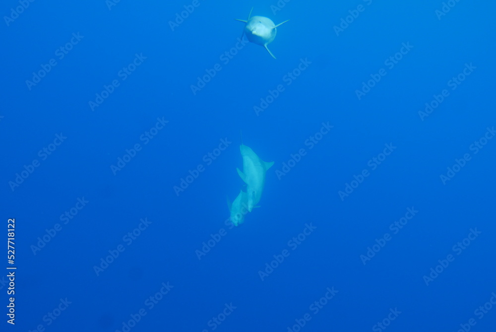 Swim with dolphin in Chuuk, Micronesia Chuuk state of Federated States of Micronesia. Swim with dolphin in Chuuk, Micronesia Chuuk state of Federated States of Micronesia.