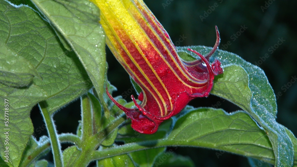 Red trumpet flower at the high altitude Paraiso Quetzal Lodge outside ...