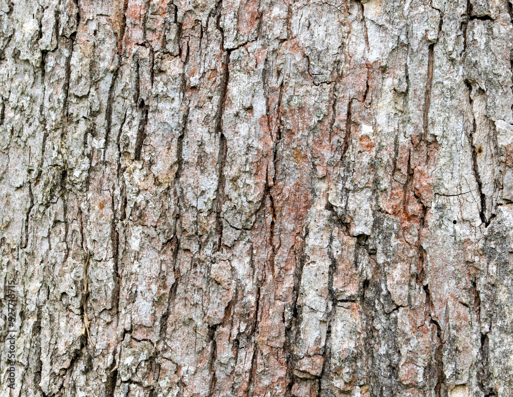 Tree Trunk Background Tree Trunk Background