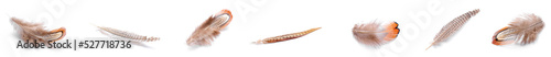 Set of different feathers i...