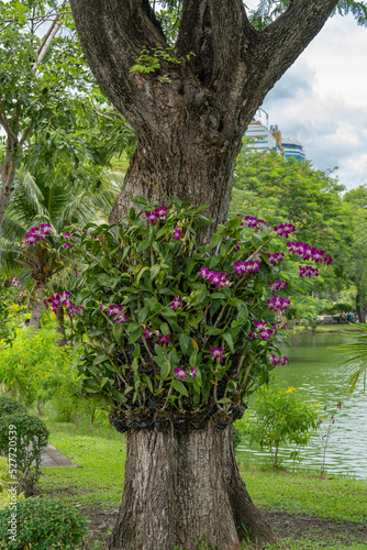 Purple orchids growing on a large tree next to the city pond.