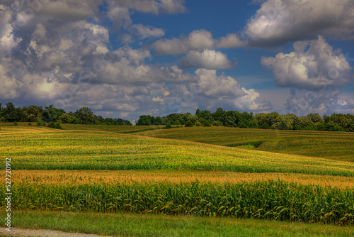 Sky full of fluffy clouds over a hilly  corn field in Scott County Missouri  photo
