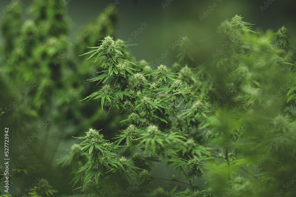 cannabis leaf are growth in a hemp agriculture plant farm, nature marijuana or sativa ganja weed green herb for using for medical drug in science laboratory background, lab research for medicine oil cannabis leaf are growth in a hemp agriculture plant farm, nature marijuana or sativa ganja weed green herb for using for medical drug in science laboratory background, lab research for medicine oil