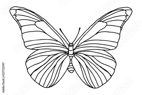 Beautiful butterfly Line Art vector
