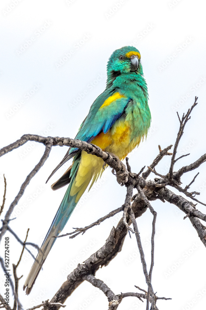 Mulga Parrot in Northern Territory Australia Mulga Parrot in Northern Territory Australia