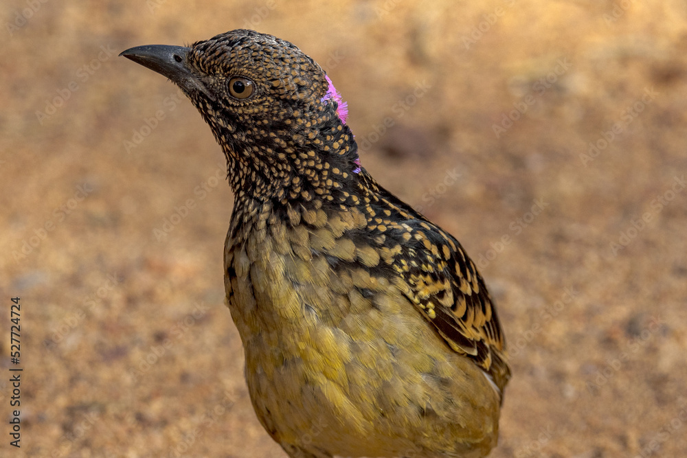 Western Bowerbird in Northern Territory Australia