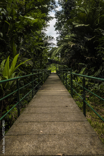 sidewalk with railings surrounded by nature of Tortuguero National Park