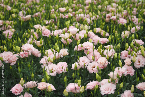 Pink flowers in flower farm photo