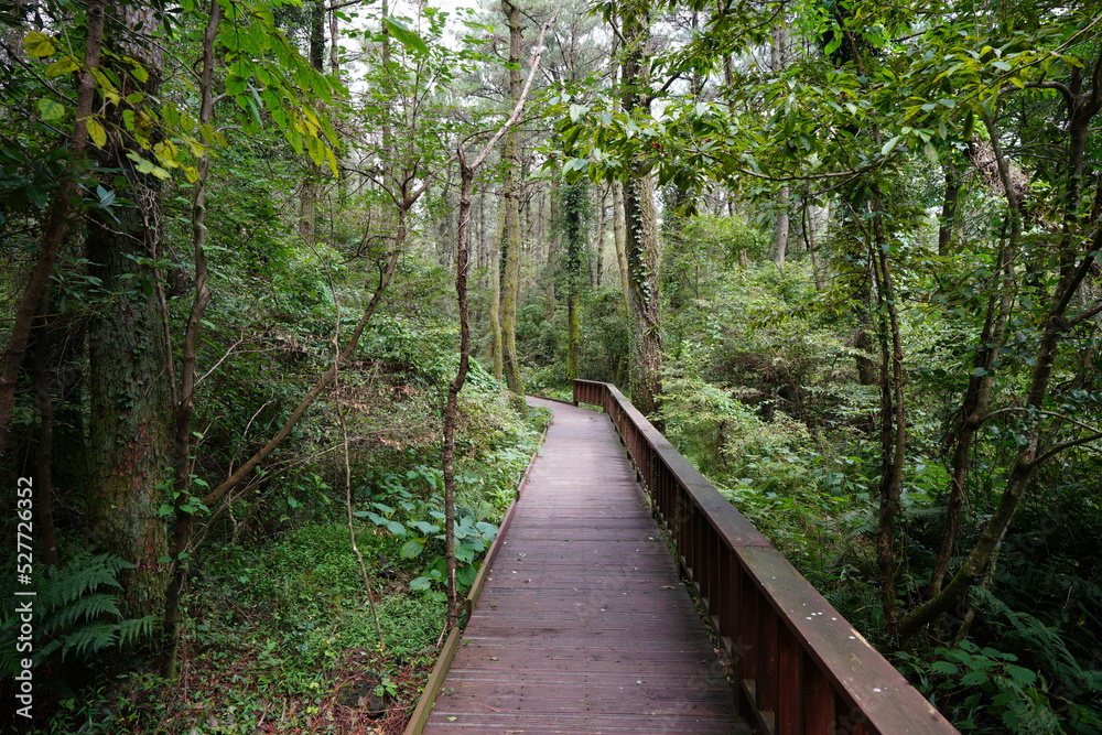 fine walkway through mossy trees and dense forest
fine walkway through mossy trees and dense forest