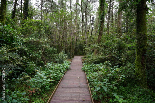 fine walkway through mossy trees and dense forest 