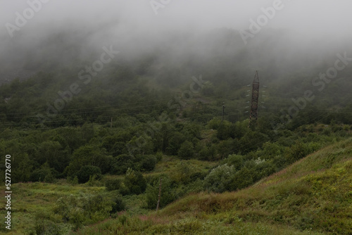 Fog in the field