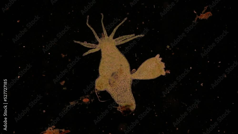 Hydra under the microscope, Hydra is a genus of small, fresh-water animals of the phylum Cnidaria and class Hydrozoa.