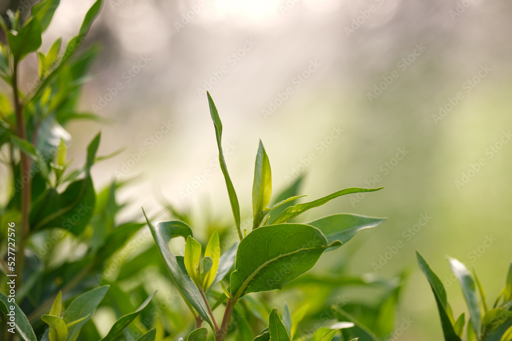Naklejka premium Closeup of fresh tree sprouts with green leaves in spring