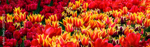 Flame colored red and yellow tulips mass planted in a spring garden  Skagit Valley  WA 