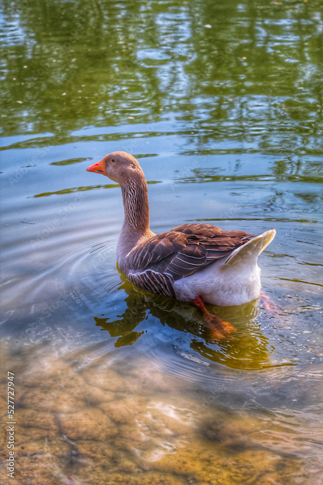 Fototapeta premium duck in the water