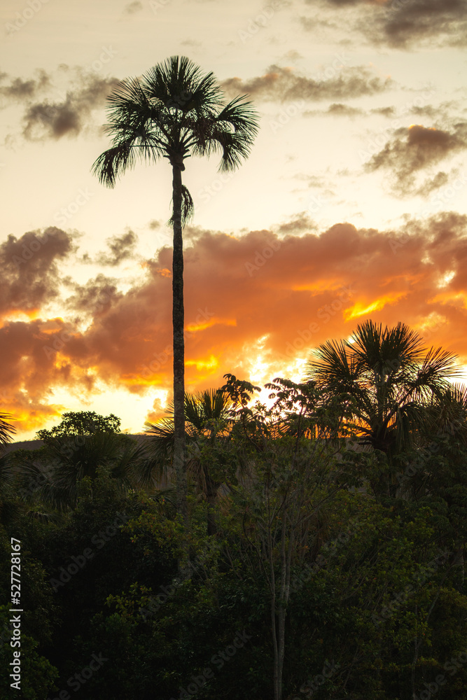 Obraz premium sunset in the palm