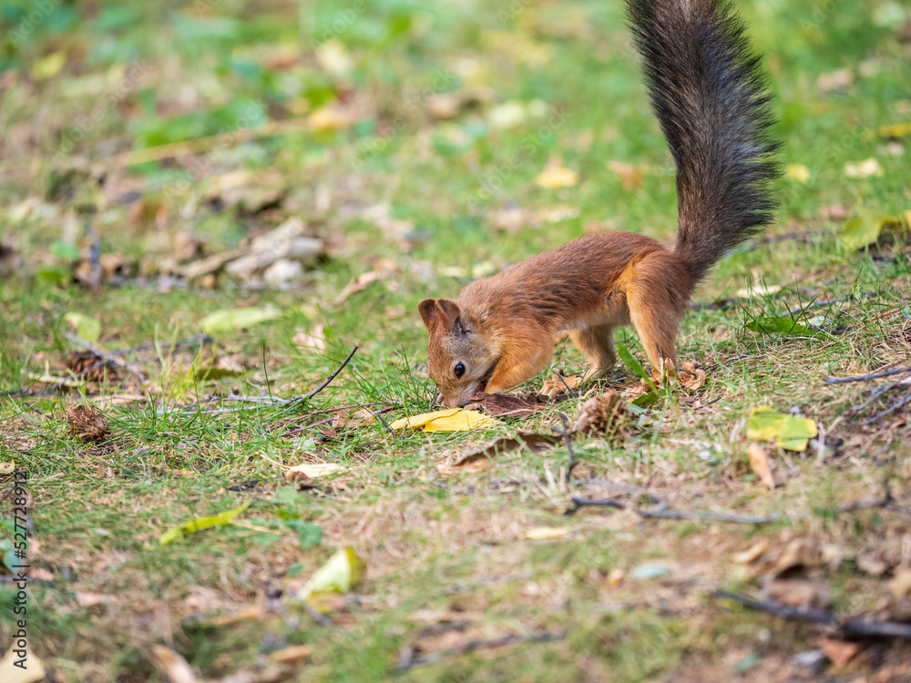 Squirrel in autumn hides nuts on the green grass with fallen yellow leaves Squirrel in autumn hides nuts on the green grass with fallen yellow leaves