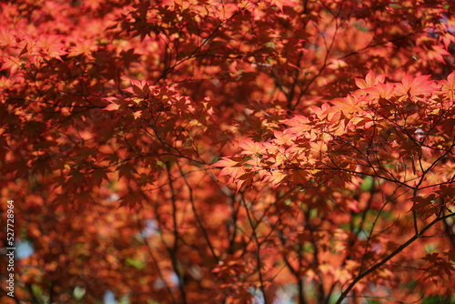 a myriad of maple leaves and trees