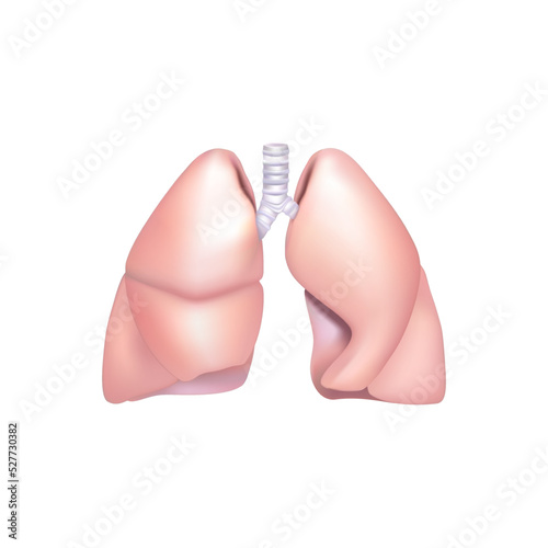 Human lungs and trachea on white background vector illustration
