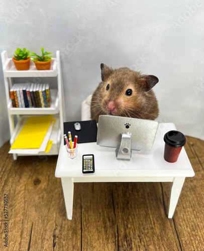 Curse Syrian hamster working at a computer in an office