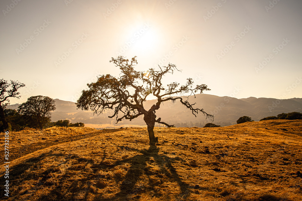 Obraz premium sunset tree on light orange background 