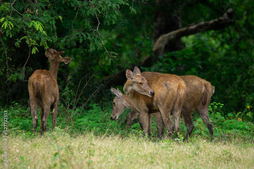 Group of rusa or deers rusa timorensis In the forest of Baluran National Park Group of rusa or deers rusa timorensis In the forest of Baluran National Park