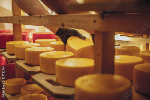 Farmer in gloves turns over cheese heads in the cheese maturation storage. Production of cheeses and dairy products