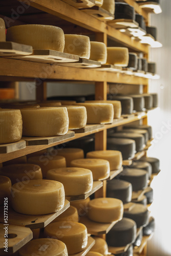 Cheeseheads with lie on the shelves of the storage for maturation. Production of European cheeses and dairy products