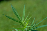 Cannabis plant or Marijuana plant on Green blur background.