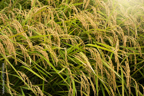 Rice field in autumn in Japan