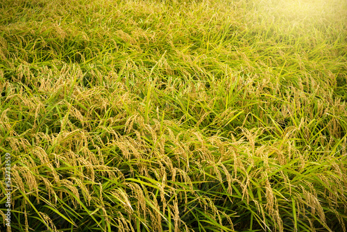Rice field in autumn in Japan