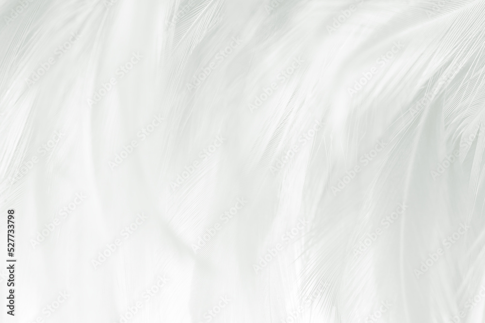 white gray feather wooly pattern texture background white gray feather wooly pattern texture background