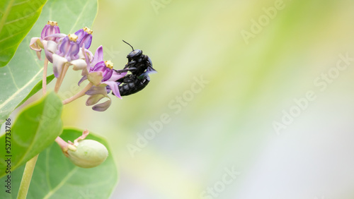 A tropical carpenter bee (Xylocopa Latipes) sipping nectar from the crown flower bunch. Carpenter bee isolated against a soft natural bokeh background. photo