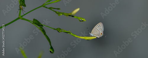 Sri Lankan Milky Cerulean (Jamides Lacteata) close-up shot. photo