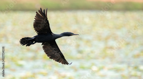 Indian shag (Phalacrocorax fuscicollis) showing full wingspan in flight, blue-eyed cormorant bird flying against the lake in the background.