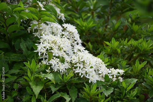 Sweet autumn clematis flowers. Lanunculaceae perennial toxic vine. Small white four-petaled flowers bloom from August to September. photo