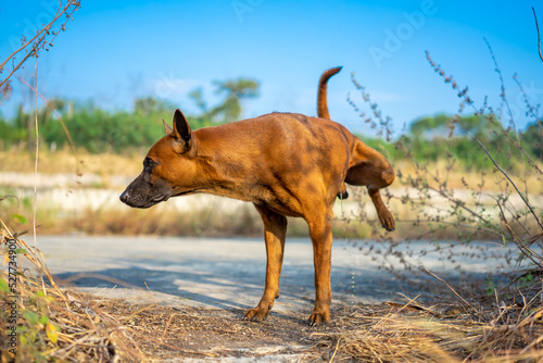 Thai brown dog creates territory by peeing on the glass at outdoor field.