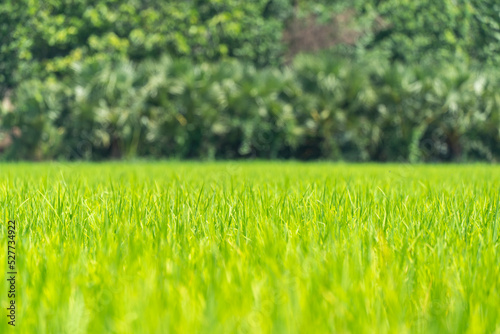 Close up to the beautiful Green paddy rice field from drone view for background.