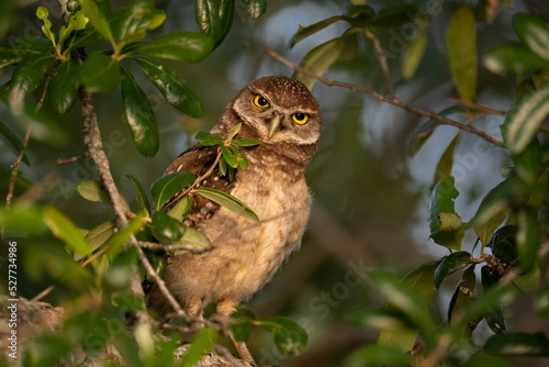 What do you want?
Burrowing owl owlet photo
