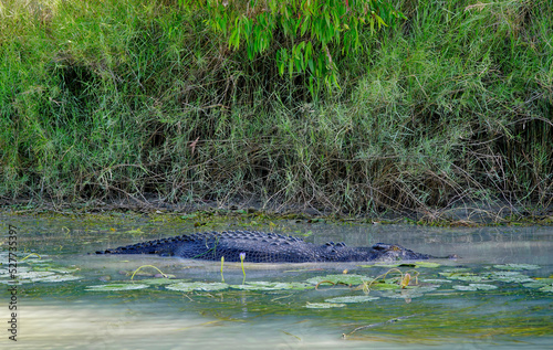 Fototapeta Naklejka Na Ścianę i Meble -  one crocodile in water and bush background