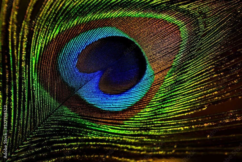 Fototapeta premium Dark peacock feather closeup. Feather isolated. Krishna Janmashtami background.