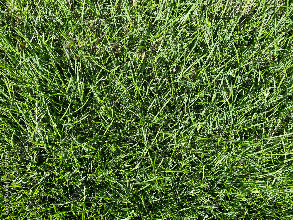 tall lawn backyard grass garden turf sports field grassy yard tall lawn backyard grass garden turf sports field grassy yard