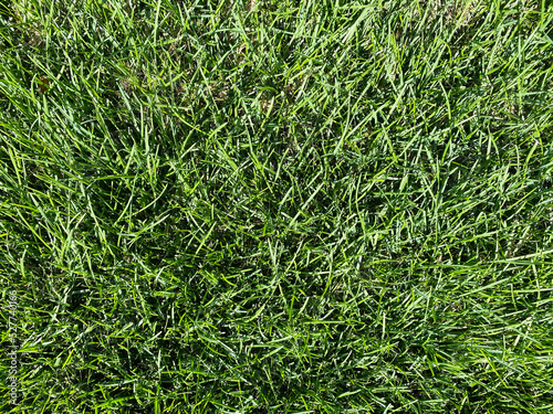 tall lawn backyard grass garden turf sports field grassy yard