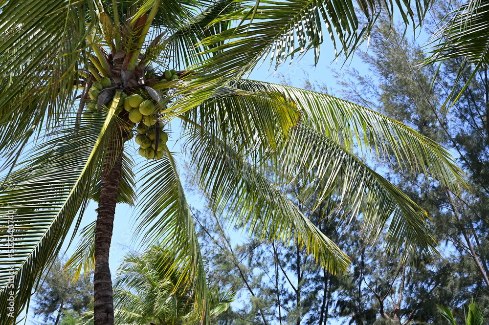 Fototapeta premium coconut trees on beach, natural background