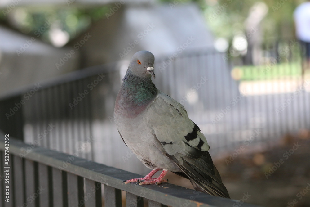 Fototapeta premium pigeon in the park