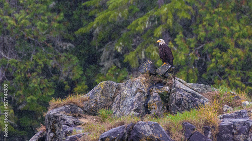 bald eagle in the rain