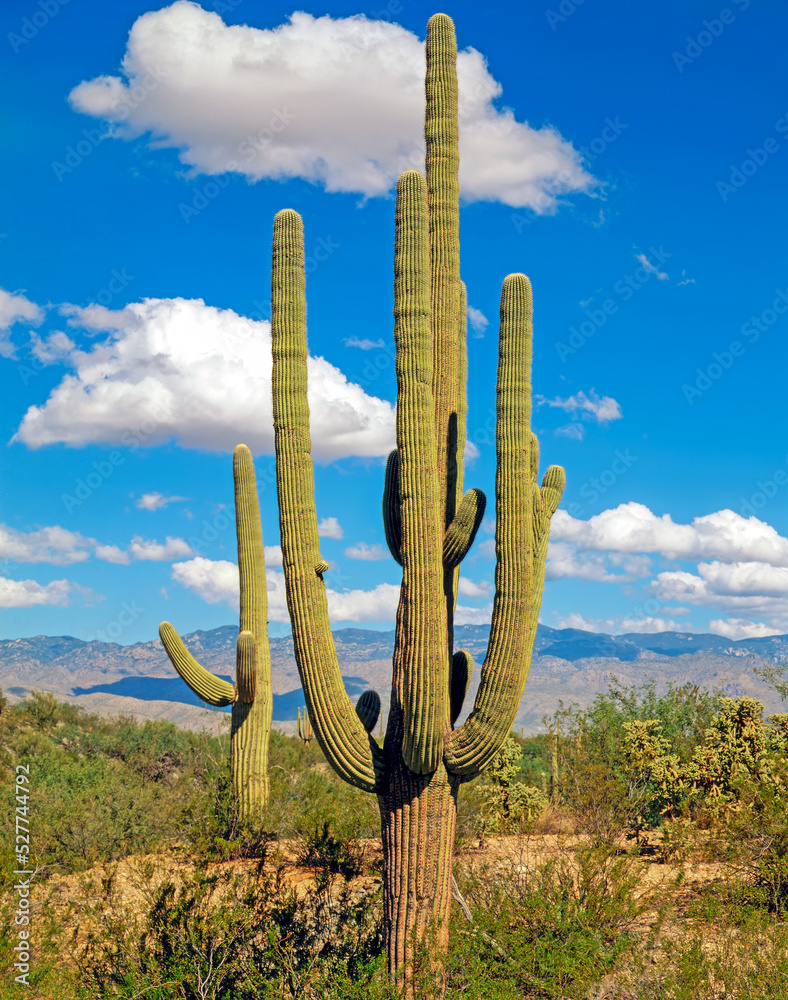 Giant Saguaro, Arizona