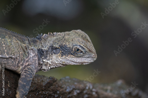 Small Water Dragon Moving Down a Branch with Selective Focus and Copy Space