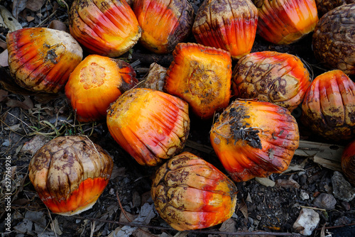 screw pine or pandanus seeds photo